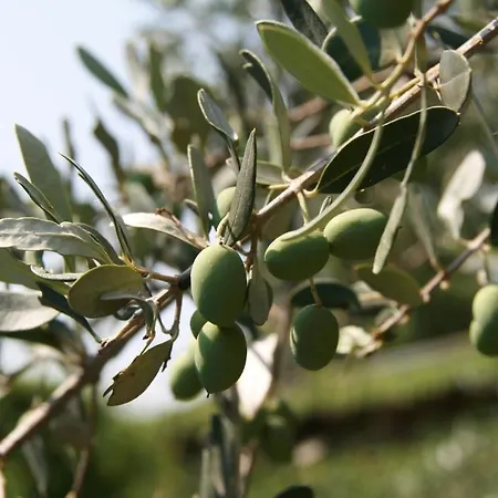Agriturismo Corte Marzago Farm stay